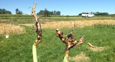 Sask. gov’t releases clubroot distribution map 