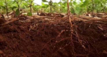 Mutant Roots Reveal How We Can Grow Crops in Damaged Soils