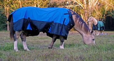 Winter Care for Florida Horses – To Blanket or Not to Blanket?