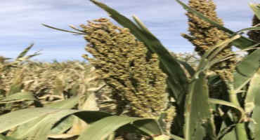 Weather Negatively Impacts Annual Forage Sorghum Silage Trial