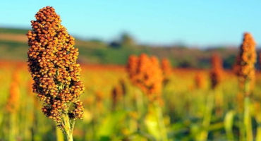 National Sorghum Producers and Advanta Seeds Partner for Grower Success