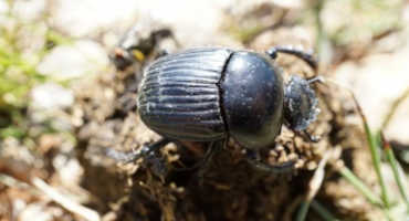 Unsustainable Farming is Challenging the Survival of Mediterranean Dung Beetles