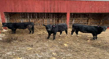 Beef Sire Selection for Crossbred Dairy Beef Cattle Production