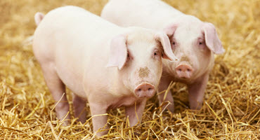 Farmer finds success with organic pork