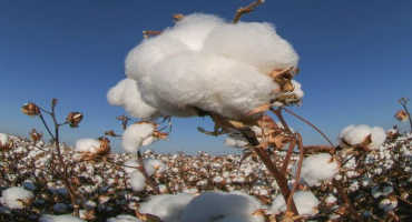 Volatile 2021 Cotton Outlook