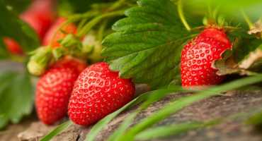 Strawberry Research Receives Specialty Crops Grant