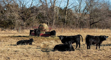 Readying Replacement Heifers