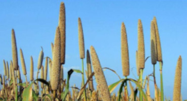 Cereal Crops Fighting the Climate Chaos