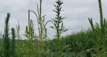 What’s New for Agronomic Weed Control in 2021