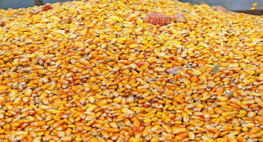 Managing Grain Bin Pests Helps Preserve Profits
