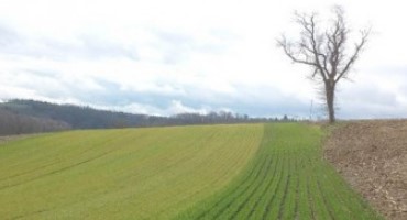 Nitrogen Management in Winter Wheat