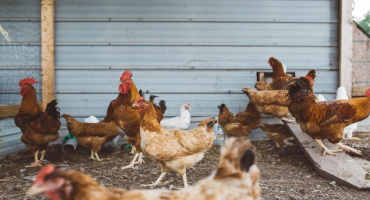 Poultry, Livestock Producers Could See Relief From Latest Stimulus Package