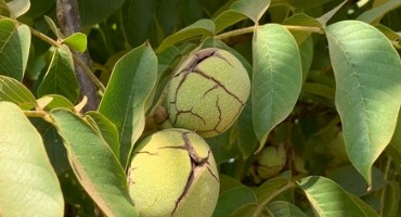 ‘UC Wolfskill’ Walnut Will Allow Earlier Harvest 