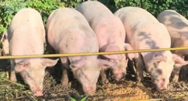 How to Get Started in Small Scale Swine Raising