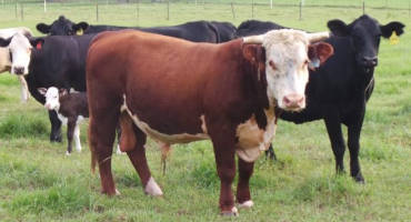 Don’t Forget About the Bulls – Pre-Breeding Management