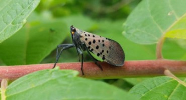 Spotted Lanternfly Experts Debunk Myths About the Prodigious, Pestilent Pest