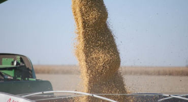 Shrinking Grain Supplies Send Prices Skyward