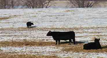 Prepare Livestock for Cold Weather