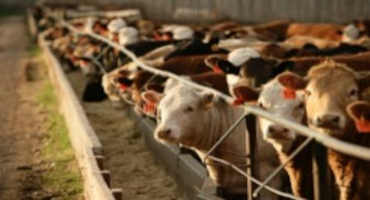 Latest Cattle on Feed Report Shows Higher Than Expected Placements