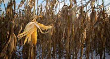 Snow and Freezing Temperatures Bring Harvest Challenges