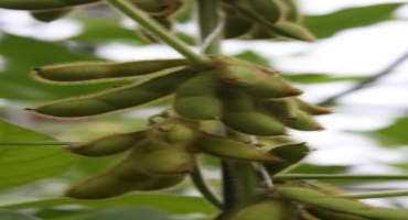 Organic Practices to Increase Soybean Nutrients Could Benefit Farmers in Developing Countries