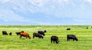 Cattle Producers to Work with Biden Administration to Demonstrate Cattle Production is a Solution to Climate Concerns