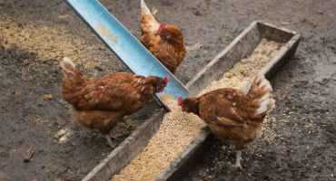 Tools to Boost Beneficial Bacteria Can Help Poultry Farms Fight Salmonella