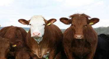 Increasing Raising Beef Could Help Utah's Economy, According To New Study