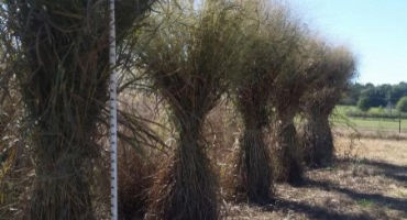 Key Switchgrass Genes Identified, Which Could Mean Better Biofuels Ahead