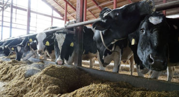 Rumen Additive and Controlled Energy Benefit Dairy Cows During Dry Period