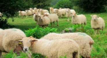 The Decline in Grazing Practices Threatens the Existence of a Basque Cheese