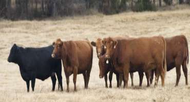 NCBA Delivers House Introduction of Bipartisan DIRECT Act