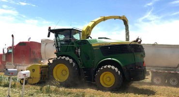 Dairy Demand for Wheatlage Increasing Amid Drought Conditions