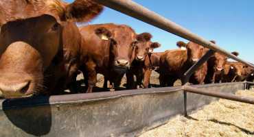 Raising Freezer Beef: Management Considerations