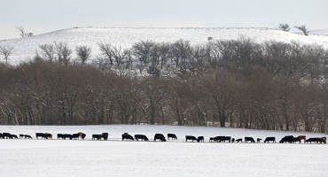 Late Winter Storms can Cause Challenges for Cattle Producers