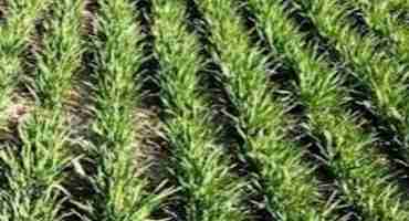 Upcoming Cold Temperatures and Winter Wheat