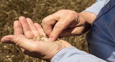 Oklahoma Farmers Might See Increased Profits From Crops This Year