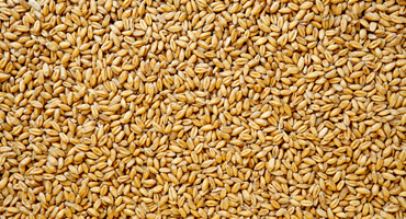 MCA engages in Grain Act review