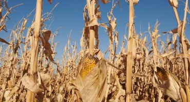 Iowans Need to Raise Less Corn and More Hell