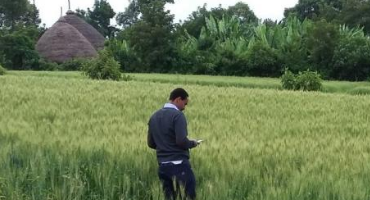 13-year Analysis Sheds New Light on Wheat Crop Disease Patterns in Ethiopia