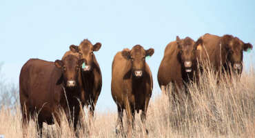 Review Information About Johne’s Disease Prior to Calving Season