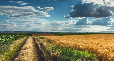 Fundamental, Technical Factors Lifted U.S. Wheat Futures Prices