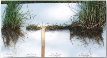 Management Impacts Spring Forage Regrowth and Fertility