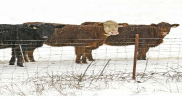 Winter Management of Your Beef Herd