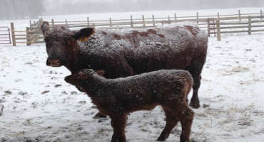 Controlled Breeding for Better Beef Herd Management