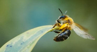 The Business of Bees