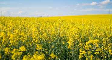 New Study Finds Possible Higher Yielding Canola