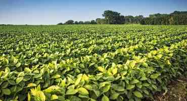 Organic Practices to Increase Soybean Nutrients Could Benefit Farmers in Developing Countries