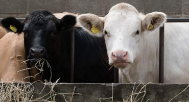 January Cattle Inventory and Cattle on Feed Reports