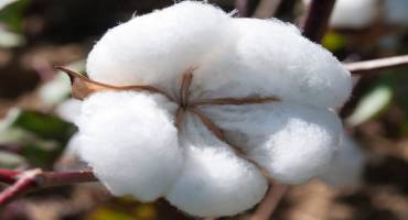 Pests of Alabama Cotton: Thrips